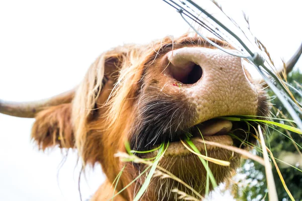 Highland Cattle in Scotland — Stock Photo, Image