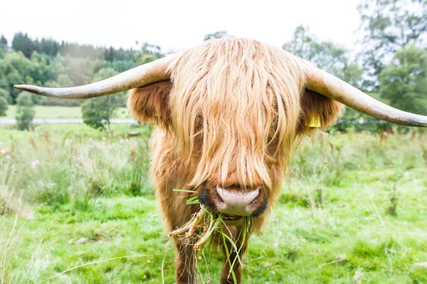 Ganado de las tierras altas en Escocia — Foto de Stock