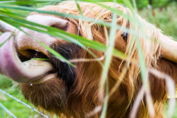 Ganado de las tierras altas en Escocia — Foto de Stock