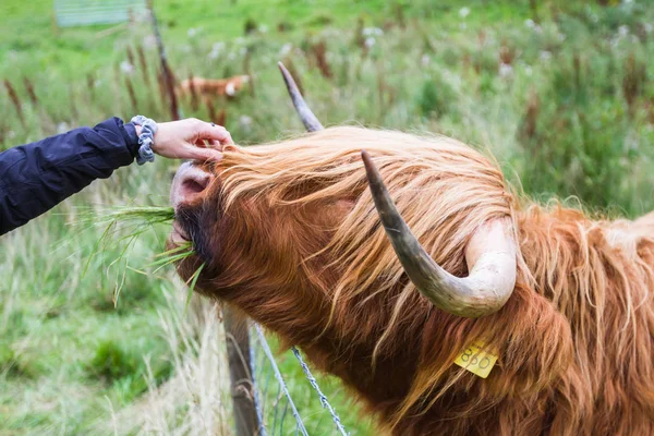 Highland Cattle in Scotland — Stock Photo, Image