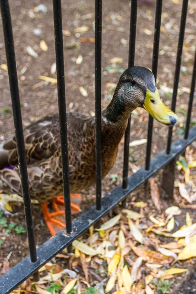 Mallardská kachna v Londýně — Stock fotografie