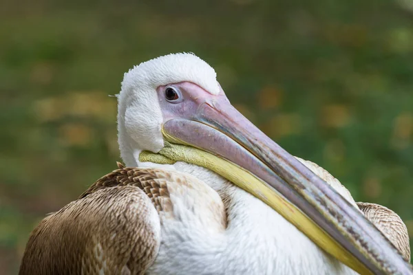 Pelican in London — Stock Photo, Image