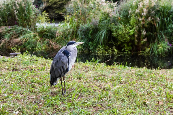 Store blå Heron - Ardeas Herodias – stockfoto