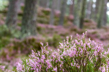 Heather İskoçya 'da 