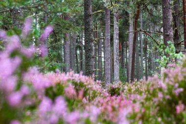 Heather İskoçya 'da 