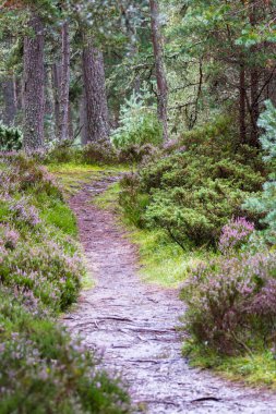 Highlands 'a giden yol