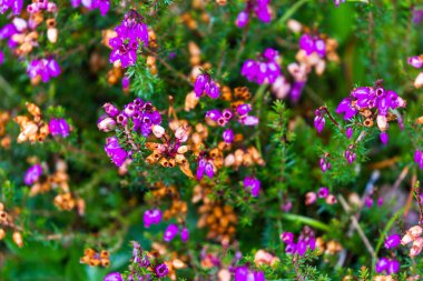 Bell Heather - Erica cinerea