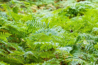 İskoçya 'da Bracken 