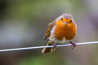 Avrupa Robin - Erithacus Rubecula