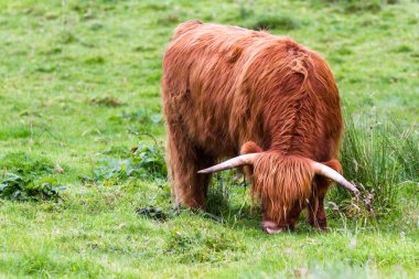 İskoçya 'daki İskoçya boğası 