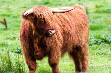 İskoçya 'daki İskoçya boğası 
