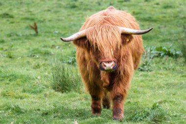 İskoçya 'daki İskoçya boğası 