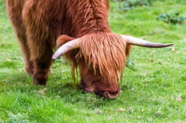 İskoçya 'daki İskoçya boğası 