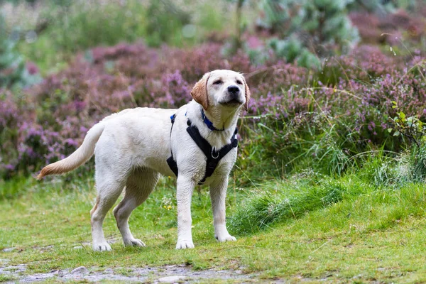 Voorzichtige natte hond — Stockfoto