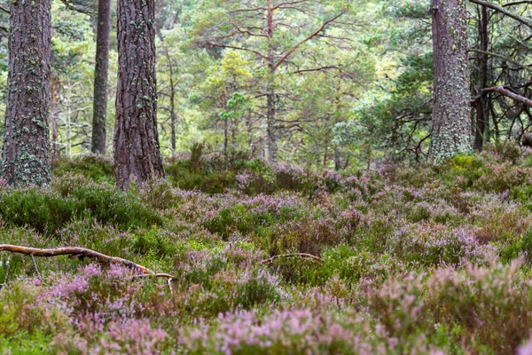Bos in de hooglanden — Stockfoto