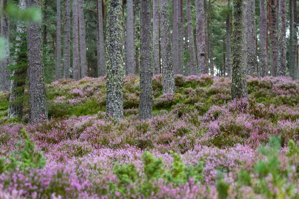 Forest in the Highlands — Stock Photo, Image