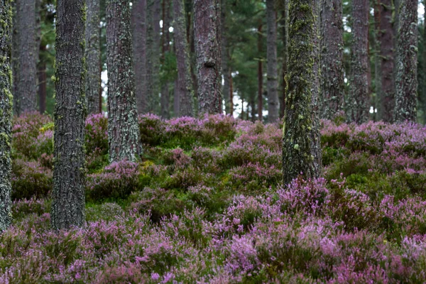 Forest in the Highlands — Stock Photo, Image