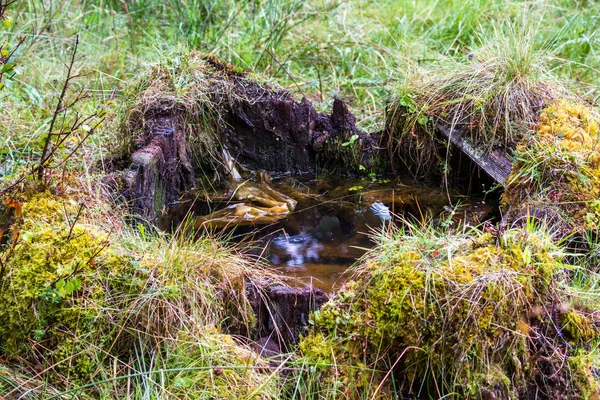 Wasser in einem Baumstumpf — Stockfoto