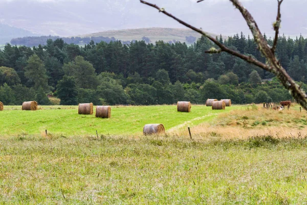 Hay bails in the Highlands — Stock Photo, Image