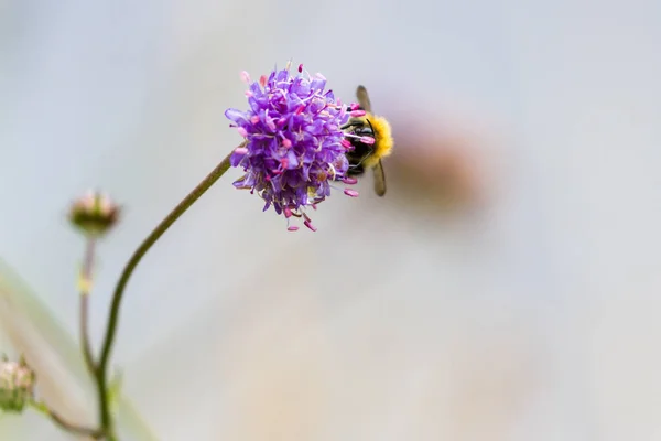 Bumble bee on a flower — Stock Photo, Image