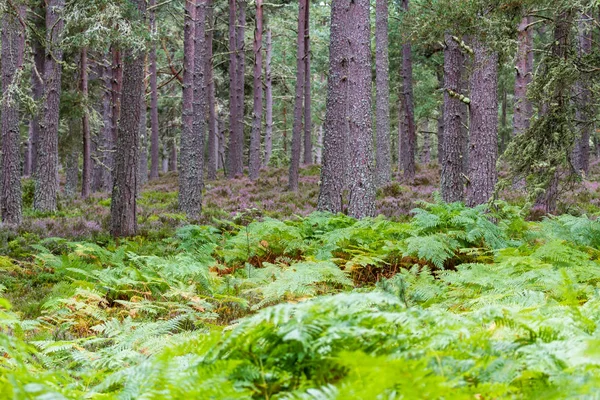 Las na wyżynach — Zdjęcie stockowe