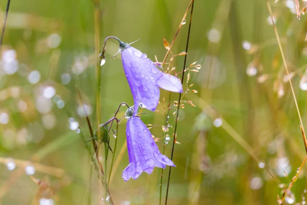 Campanula rotundifolia, die schottische Blauglocke — Stockfoto