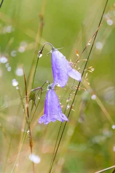 Campanula rotundifolia, die schottische Blauglocke — Stockfoto