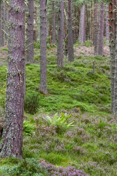 Forest in the Highlands — Stock Photo, Image