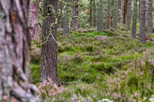 Forest in the Highlands — Stock Photo, Image