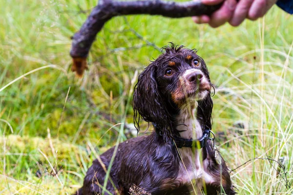 Perro mojado en las tierras altas —  Fotos de Stock