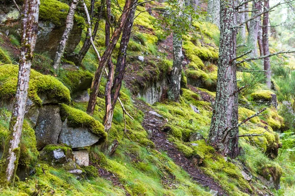 Moss in the highlands — Stock Photo, Image