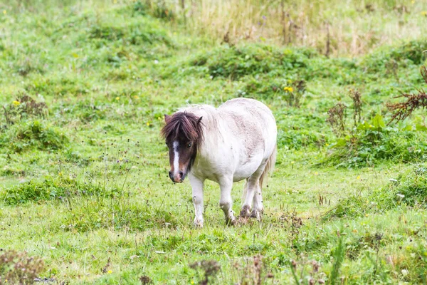 Pony en las Highlands — Foto de Stock