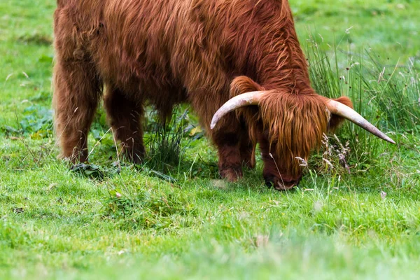 Горный бык в Шотландии — стоковое фото
