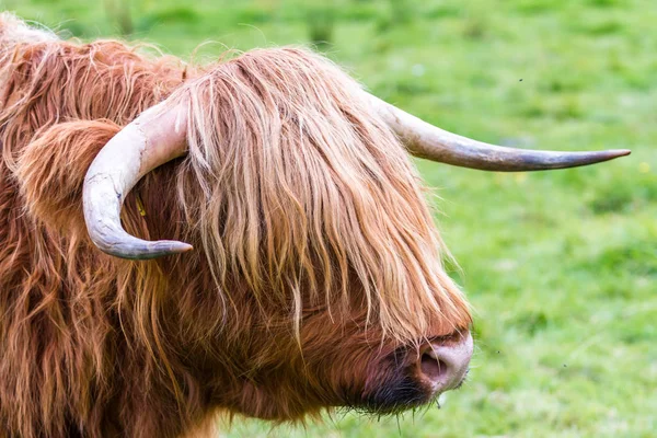 Highland bull in Scotland — Stock Photo, Image