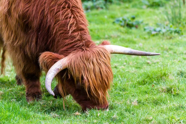 Toro montañés en Escocia — Foto de Stock