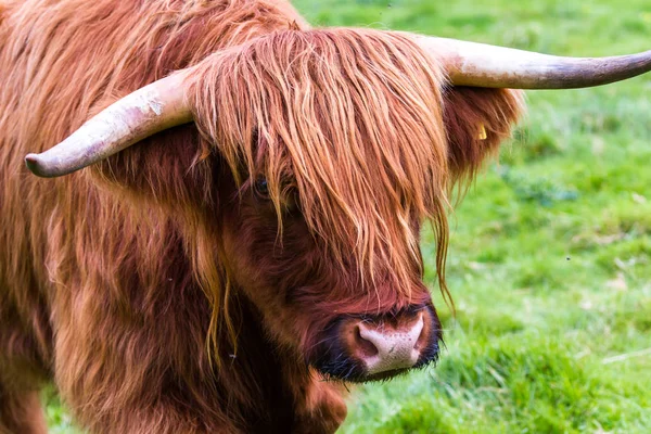 Горный бык в Шотландии — стоковое фото