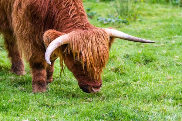 Highland bull in Scotland — Stock Photo, Image