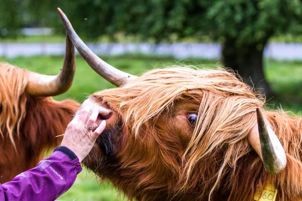 Highland bull in Scotland — Stock Photo, Image