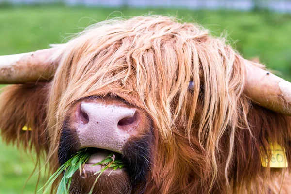 Toro montañés en Escocia —  Fotos de Stock