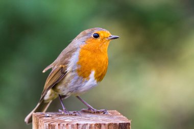 Avrupa Robin - Erithacus Rubecula