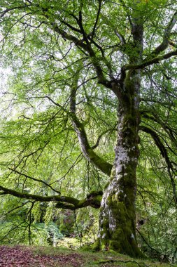 İskoçya 'da büyük güzel bir ağaç