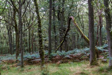 İskoçya 'da Woodland Yürüyüşü