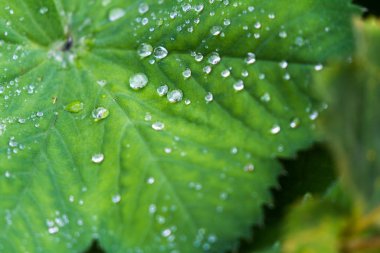 Yaprağın üzerine su damlıyor.