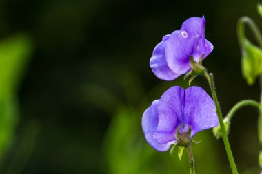 Çiçekli bezelyeler