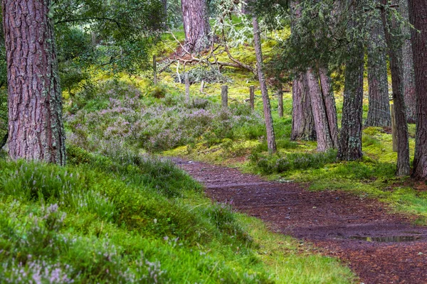Ścieżka tru Highlands — Zdjęcie stockowe