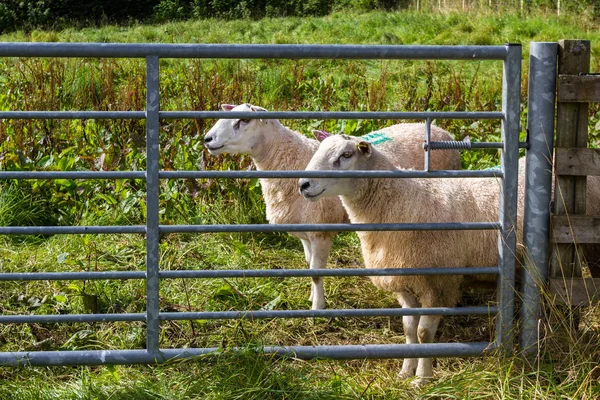 Lleyn-Schafe im schottischen Hochland — Stockfoto