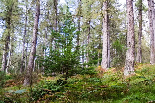 Bossen in de Hooglanden — Stockfoto