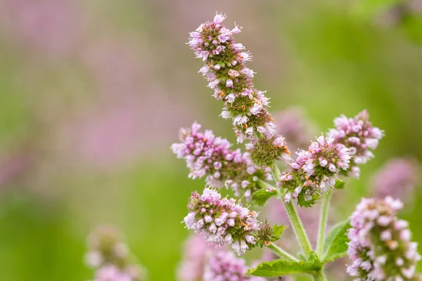 Little pink flowers — Stockfoto