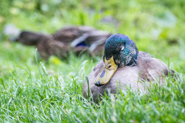 Gräsand - Anas platyrhynchos — Stockfoto