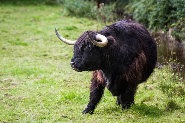 Vaca negra de montaña — Foto de Stock